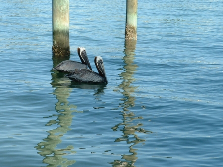 Treasure Island Hotel